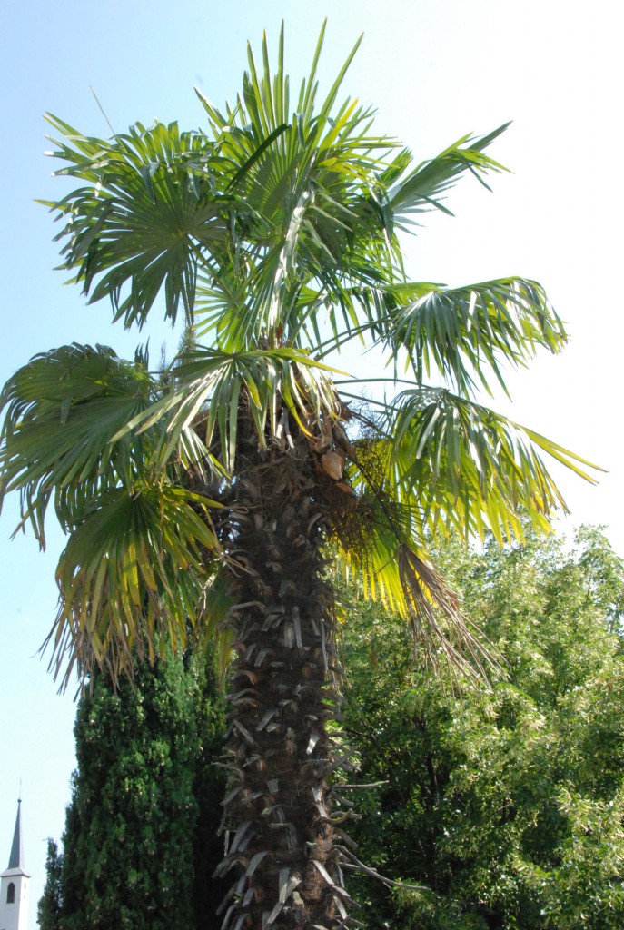 Palme im Garten vom Ottmanngut