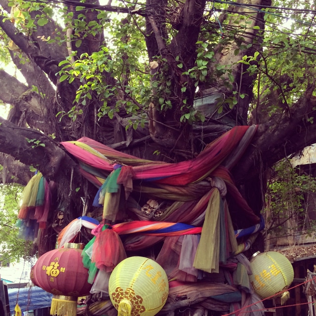 Bangkok heiliger Baum